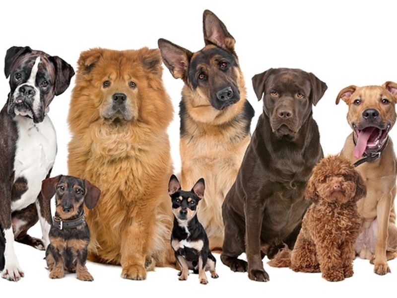 Община Мездра напомня на собствениците на домашни кучета че крайният