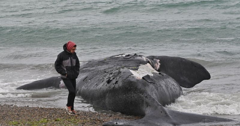 Най-малко 13 мъртви кита са изплували в Аржентина по бреговете на