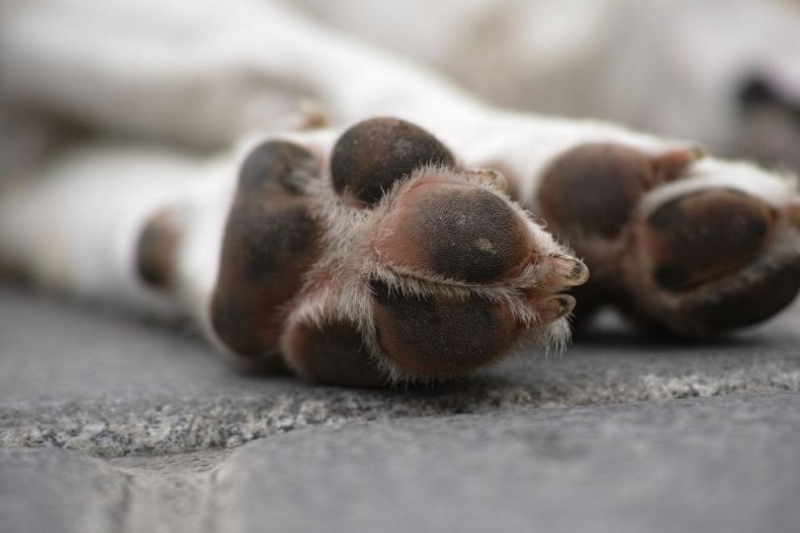 Домашно куче е открито мъртво пред дома на стопаните си