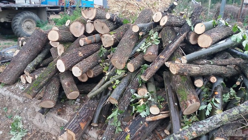 При специализирана операция по линия за незаконен дърводобив, били открити