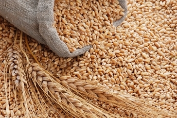 Зърнопроизводителите в Монтана отчитат добри добиви от пшеницата и ечемика,