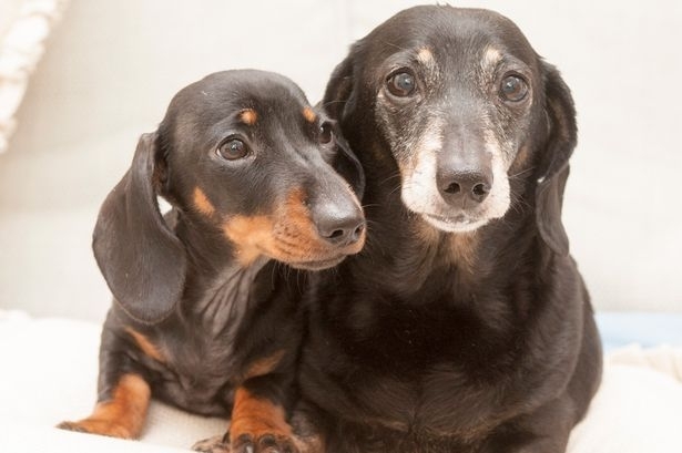 Кучетата подушват рака в 97 процента от случаите твърдят американски учени
