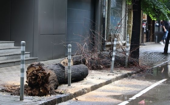 Дърво падна и рани 14 годишно момиче в центъра на София