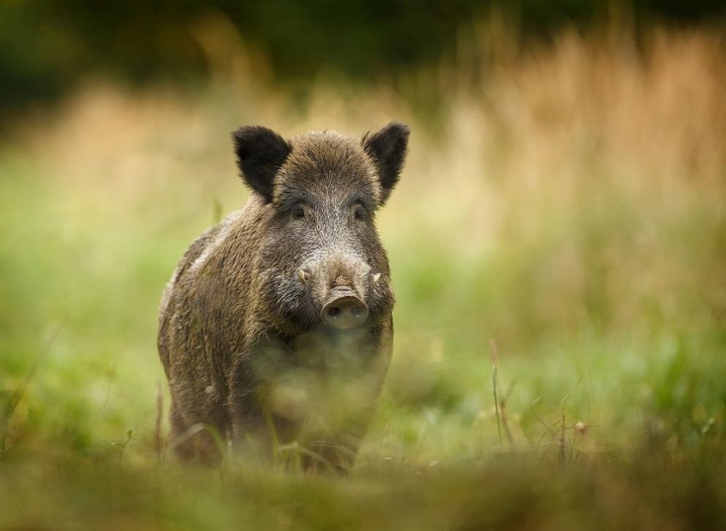 Срокът за групов лов на дива свиня се удължава до