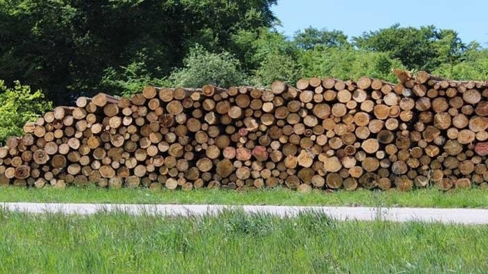 Общинска администрация – Берковица е направила разпределение на количествата дърва