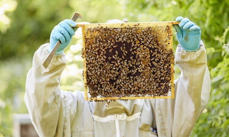 До 31 януари 2021 г пчеларите и стопаните обработващи площи