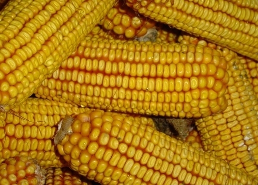 Полицията е разкрила кражба на около 1200 килограма царевица 6
