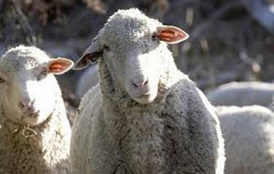 Апаш, отмъкнал овца от кошарата на врачанското село Три Кладенци,