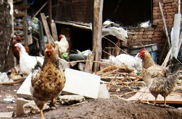 Служители на реда са хванали младеж откраднал 6 кокошки във