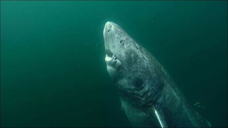 Учени откриха във водите край Гренландия жива акула родена през
