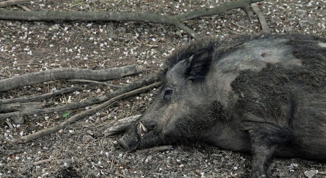 Огнище на Африканска чума по свинете е потвърдено на територията