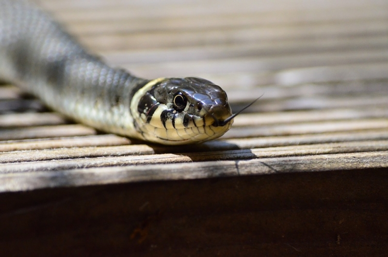 Змия предизвика паника в Монтана вчера научи агенция BulNews  
Случката