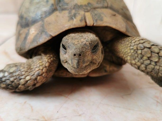 РИОСВ-Враца спаси костенурки, останали без стопанка, след като жената, която