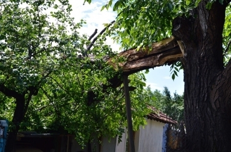 Дърво падна върху покрива на къща в Монтанско съобщиха от