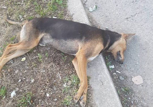 Мъж е прострелял куче на жена от монтанското село Стубел,