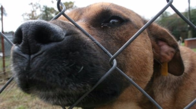 Полицията разследва жестокото убийство на куче в Монтанско, съобщиха от