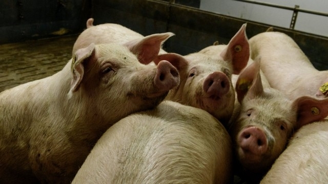 От снощи е започнало евтаназиране на всички свине в 3 километровата