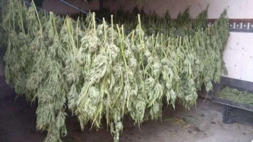 Великотърновски криминалисти иззеха две инсталации за отглеждане на марихуана над
