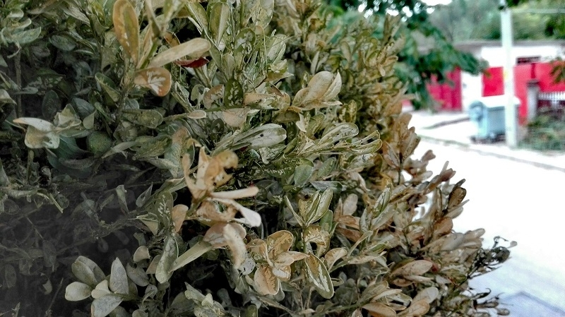 Опасен вредител унищожава чемширите в България Поразени чемширови храсти са