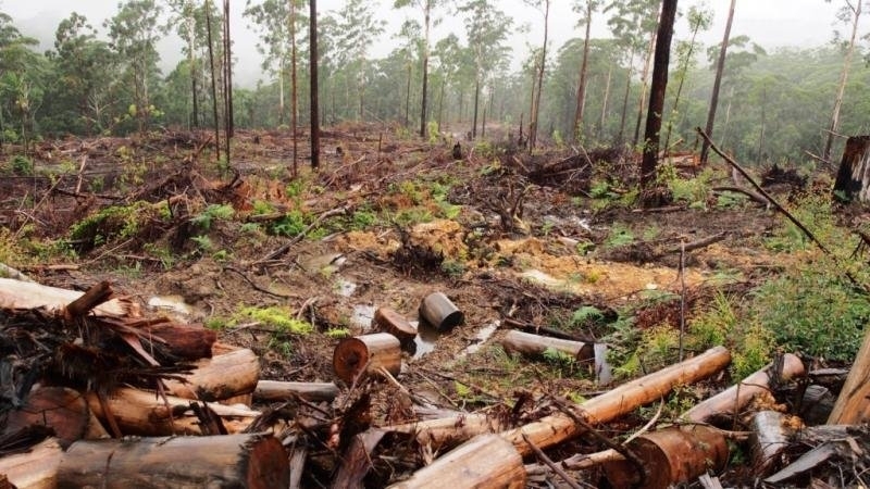 Близо 1000 незаконно отсечени дървета са констатирали горските инспектори само