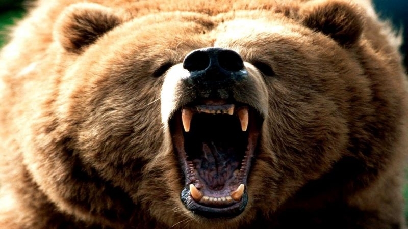 Кафява мечка нападнала 47 годишен мъж по време на организиран лов