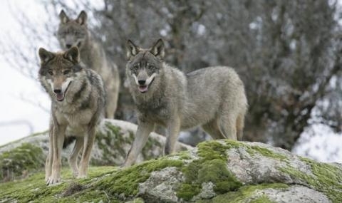 Миграцията на вълци от района на Чернобилската авария може да