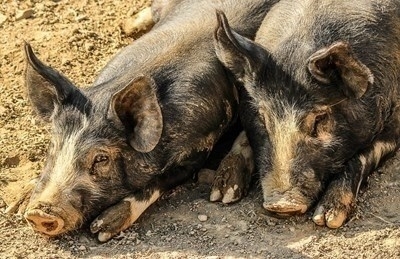 До 2 август да се преустанови отглеждането на домашни свине