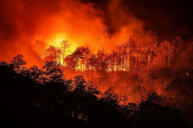 Близо 600 португалски огнеборци се опитват да угасят пожар, избухнал
