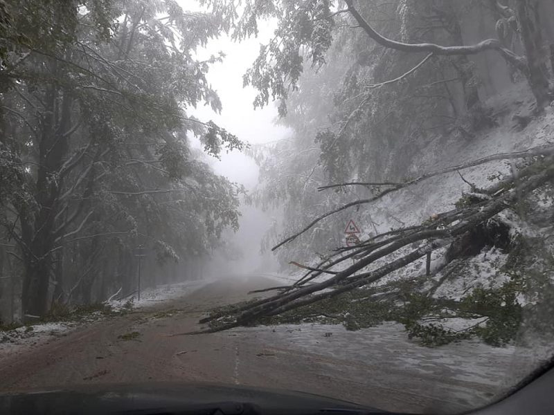 Монтански огнеборци са отстранявали паднали дървета на прохода "Петрохан", съобщиха