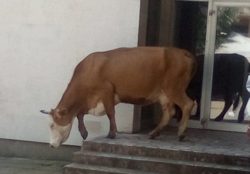 Крави опитаха да влязат в градската галерия във Вършец научи