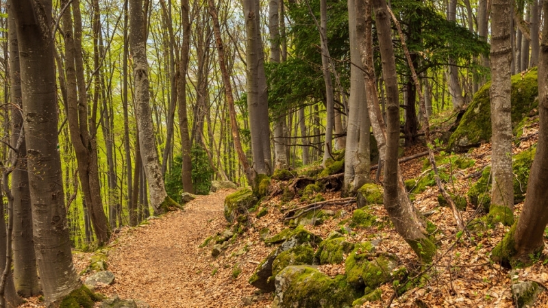 От днес официално са позволени разходките в природен парк „Витоша“,