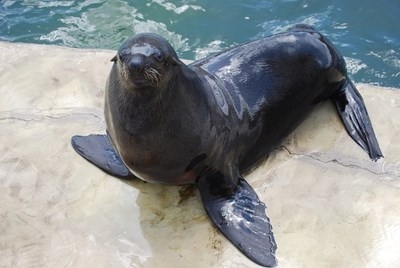 Шотландски биолози установиха че сивите тюлени могат да образуват думи