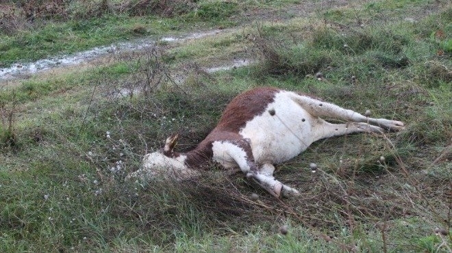Полицията във Видин разследва смърт на крава като има съмнения