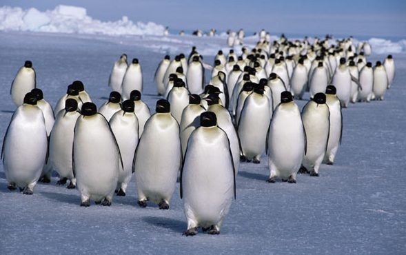Броят на пингвините в някои части на Антарктида е намалял