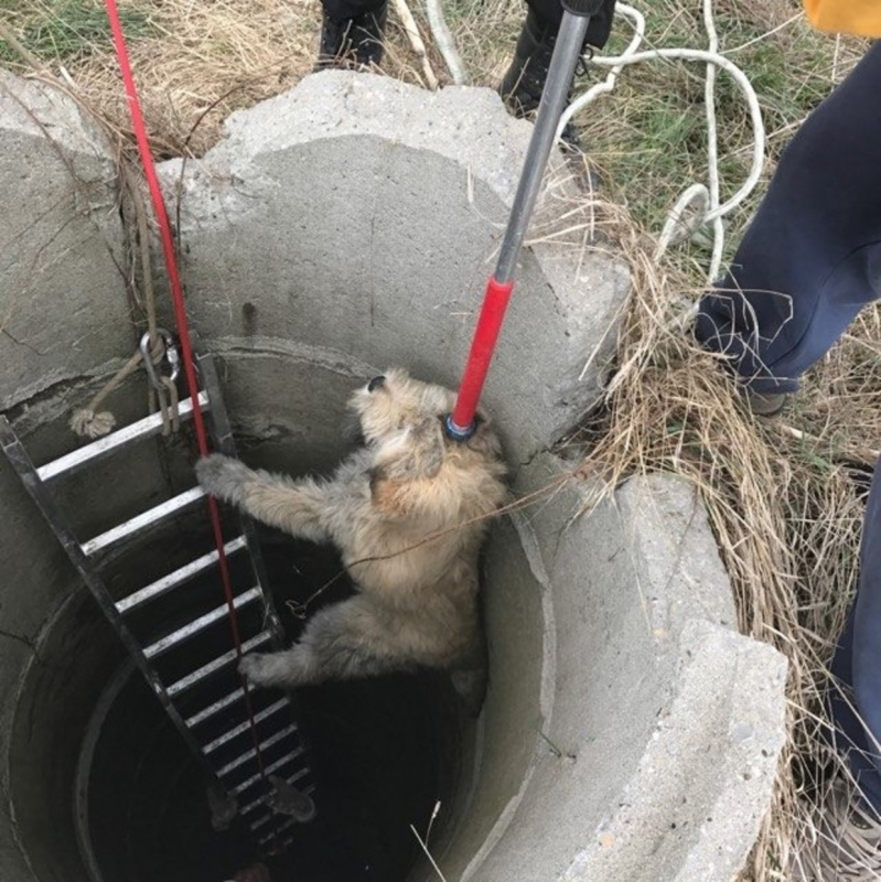 Пожарникари от Монтанско спасиха куче, паднало в шахта, съобщиха от