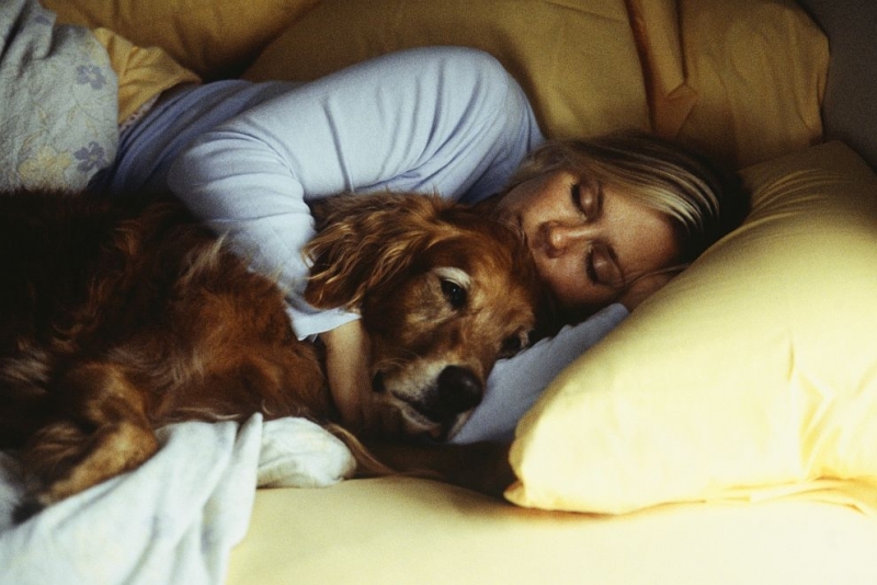 Стопанките на кучета имат по здрав сън когато ги допускат да спят