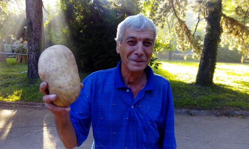 Гигантски картоф отгледа Пламен Лулчев от село Овощник, Казанлъшко. Картофът,