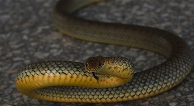 Голяма змия е влязла в къща в Монтана съобщиха от