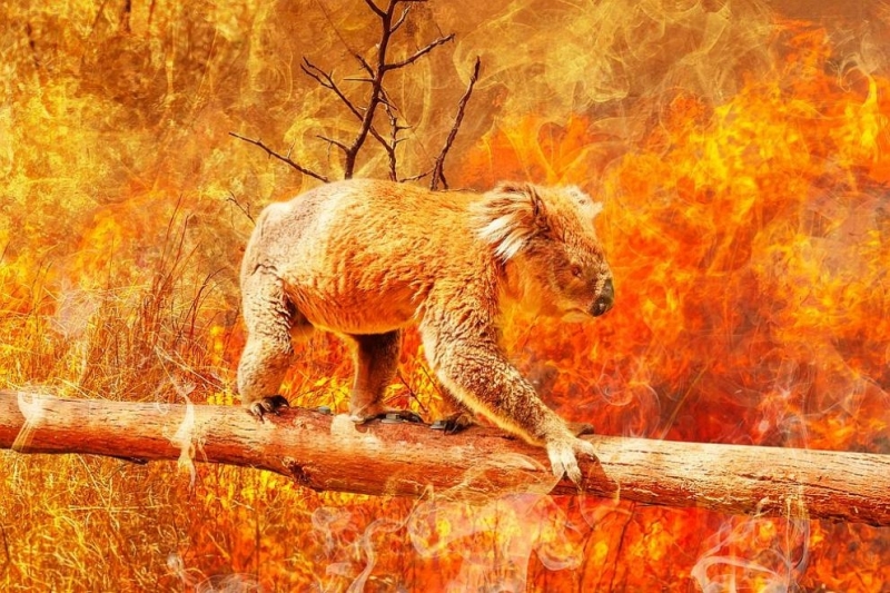 Пораженията причинени от катастрофалните горски пожари в Австралия през 2019 2020