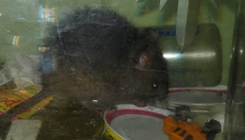 Мишки-гиганти нападат продукцията на земеделци в Кюстендилско през последната една