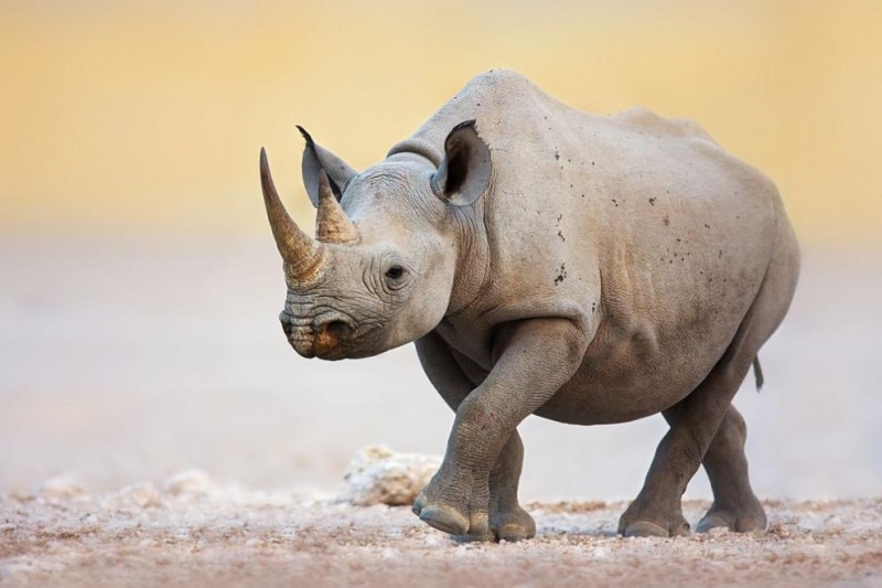 Длъжностни лица откриха 125 килограма рог на носорог в гипсови