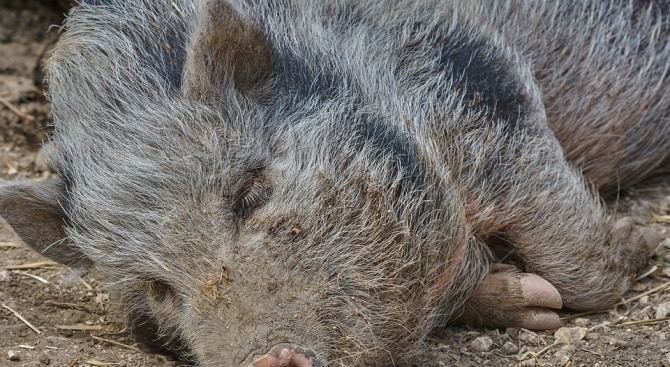 Нова положителна проба за чума при мъртво диво прасе е