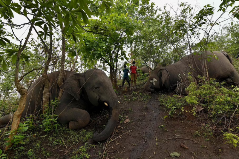Осемнадесет мъртви слона са открити в североизточния индийски щат Асам,