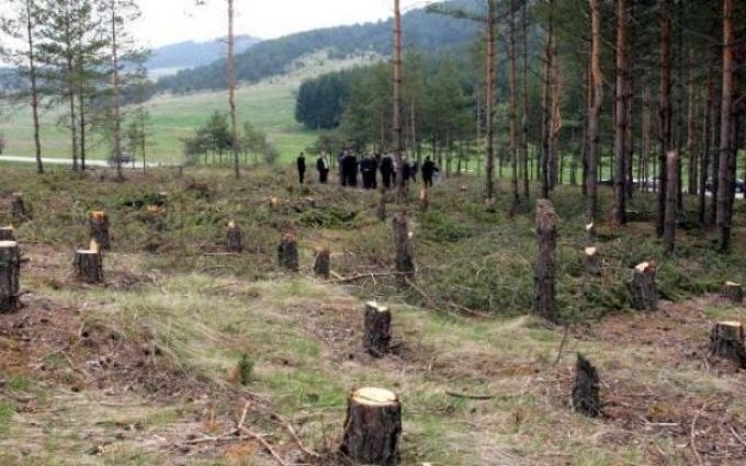 Геодезист, изсякъл 32 кубика дърва в Мездренско, бе изправен на