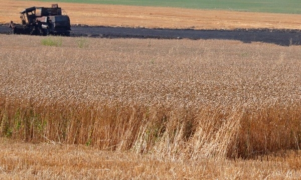 Земеделските производители в Монтанско имат добри добиви от пшеницата и