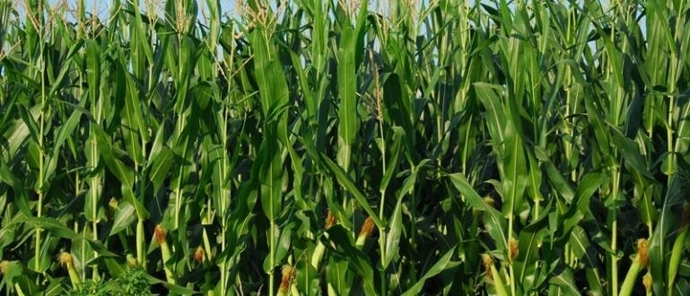 По-слаба реколта с 30 процента от царевица отчитат земеделските стопани