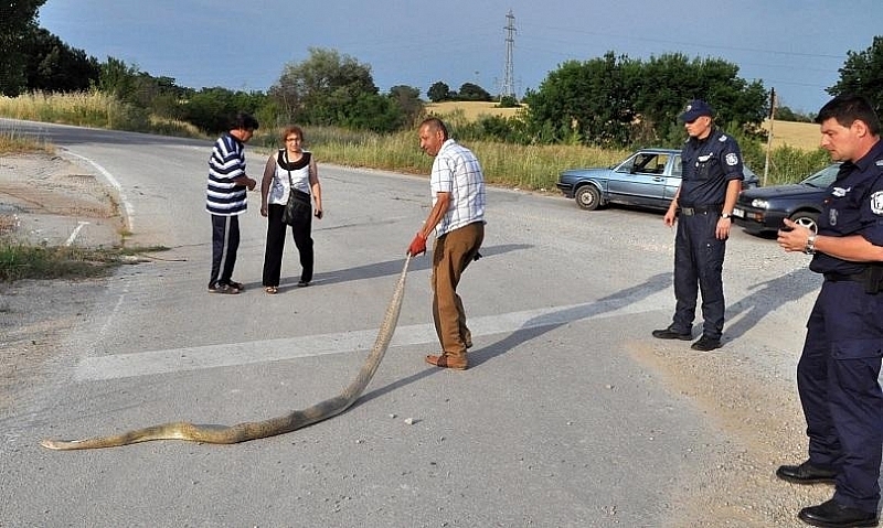 Мъртвата 3.20-метрова змия, която шокира преминаващите по международния път Е-80