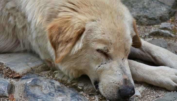 Полицията в Монтана разследва ново жестоко убийство на куче съобщиха