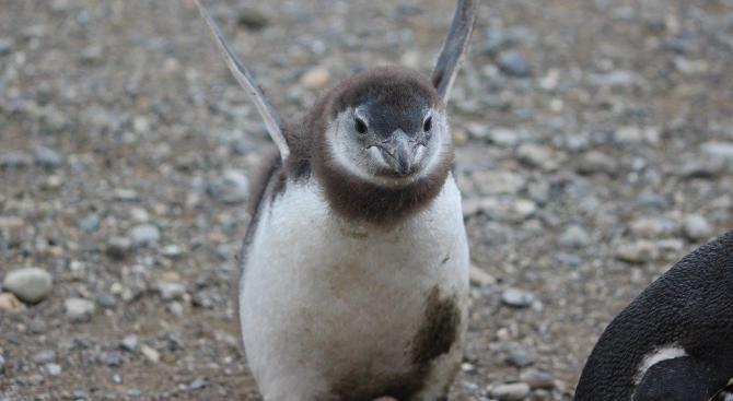 Хиляди малки (сини) пингвини бяха намерени мъртви по новозеландското крайбрежие