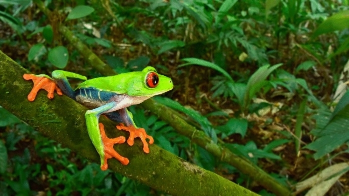 В тропическата гора Москития в Хондурас беше открита процъфтяваща екосистема